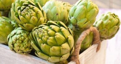 Enginarı Neden Tüketmeliyiz? Enginarı Neden Tüketmeliyiz?